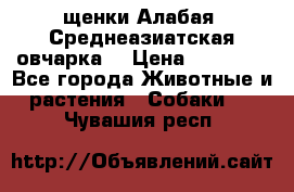 щенки Алабая (Среднеазиатская овчарка) › Цена ­ 15 000 - Все города Животные и растения » Собаки   . Чувашия респ.